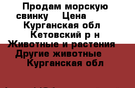 Продам морскую свинку  › Цена ­ 500 - Курганская обл., Кетовский р-н Животные и растения » Другие животные   . Курганская обл.